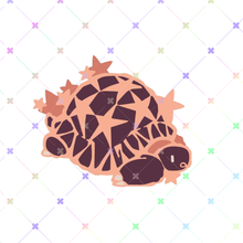 Load image into Gallery viewer, Star Tortoise